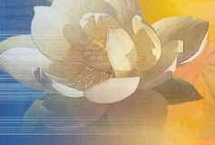 Flower Blossom
