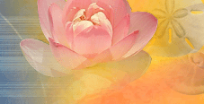 Blossom